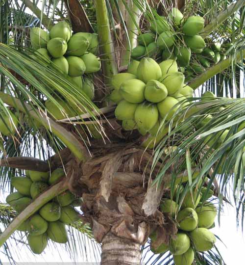Coconut Local - দেশী নারিকেল